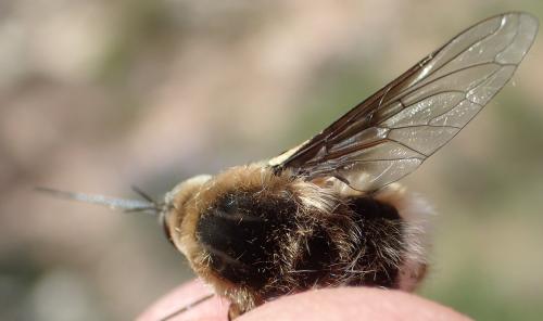 Réf. 308 339 : Bombylius cruciatus